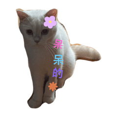 可愛萌寵日常豆豆米妮弟弟