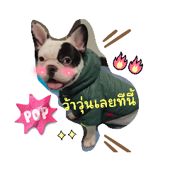 French Bulldog moche_20230917220723 – LINE stickers | LINE STORE