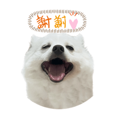 Lijin_20170726_fox dog