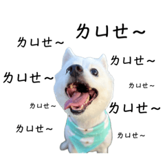 Lijin_20170726_fox dog2