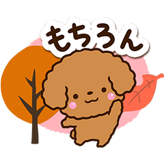 Toy poodle Red9