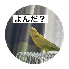 HEY I AM LEMON