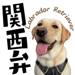Labrador retriever Kansai dialect