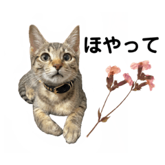 Ｏ我が家の保護猫たち(福井弁)