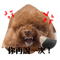可可愛愛家犬