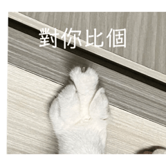 ❤️貓人士3
