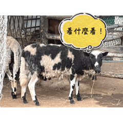 有趣動物貼圖照片