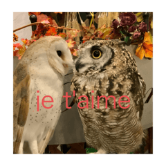 yumikkuma_20230918193222