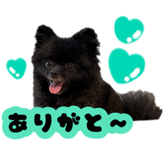 kawaii black pomeranian