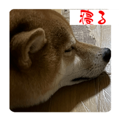 Shibainu Lucky san(1)