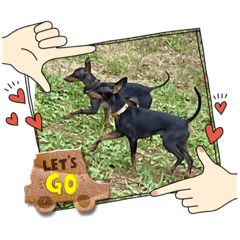 Toy Manchester Terrier's daily life