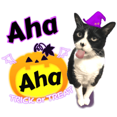 ハチワレ猫　くぅちゃんの秋の日常