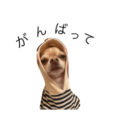 Sakura_20230919153713