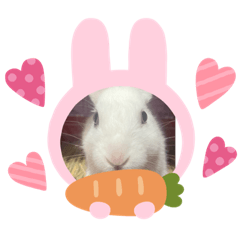 御兔bunny