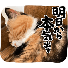 Hana_munchkin