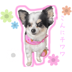 Chihuahua, Shelly