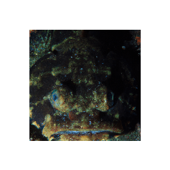 Mysterious deep-sea fish,