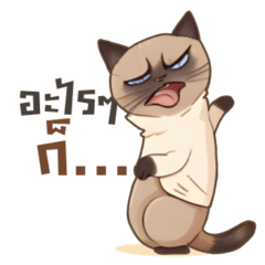 Siamese cat (The curious cat)