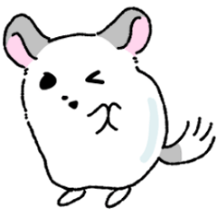 chikuwa chinchilla