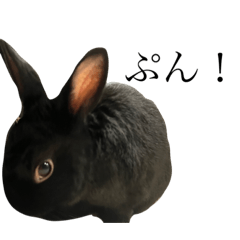 Stamp of black rabbit Kuro-chan