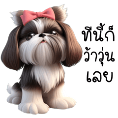 Shih Tzu cute dog (THAI)