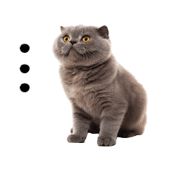 A moody Scottish fold cat SOJU