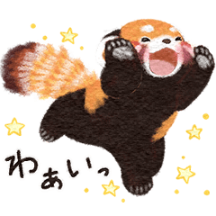 Red panda Pohe /  Every day 2023