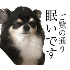 sakura_20230921151906