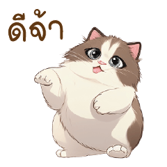 Naughty chubby Ragdoll cat