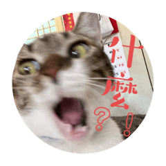 笨笨的貓