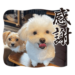 latte.mocha_20230921162224