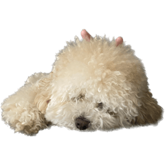 sakura_20230921215116