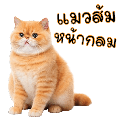 Orange British shorthair cat