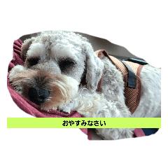 stamp test shishaku
