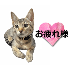 Ｐ我が家の保護猫たち