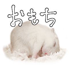 Omochi of Hamster