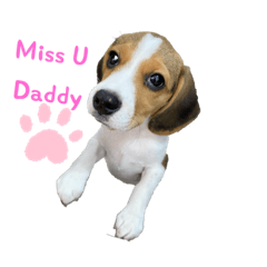 Beagle love Daddy