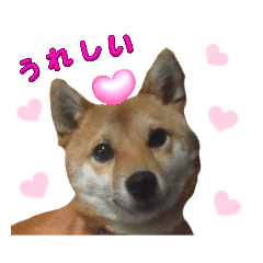 Cute Shiba Inu sakura sticker (Family)