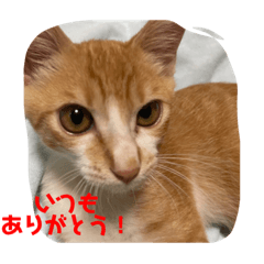 Chatrun_20230922170412