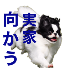 japanesechin0212