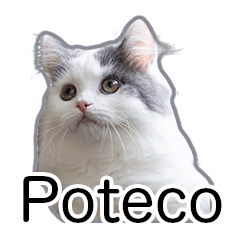 Poteco minuet kitten