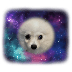 Cute Pomeranian Yuki