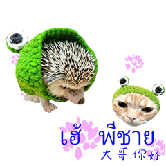 Hedgehog funny cute(Thailand)-6.1