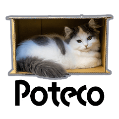 Poteco minuet kitten 2