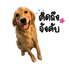 Demo the dog – LINE stickers | LINE STORE