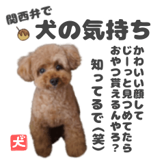 関西弁で犬の気持ち。（笑）トイプードル
