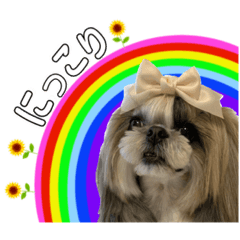 Vanilla of a Shih Tzu_20230922234630