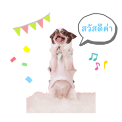 Chihuahua family_20230924102446