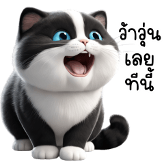 Tuxedo Cute Cat TuaTueng