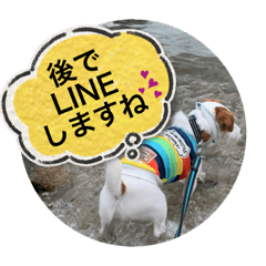 tanuki_20230924150541